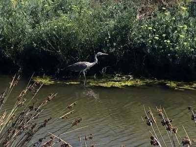 Mentre continuiamo ad ammirare questa �riserva� naturalistica situata in piena citt� (e visibile anche da corso Vittorio Veneto), veniamo colpiti prima dalla vista di un alto airone cenerino che passeggia indisturbato nel canneto...